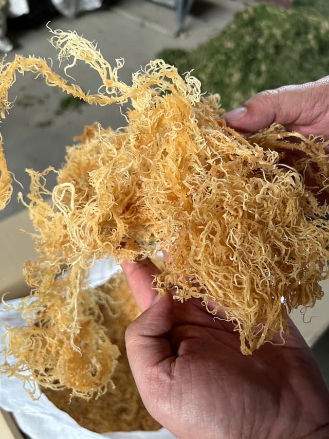 Dried wildcrafted gold sea moss - photo 1