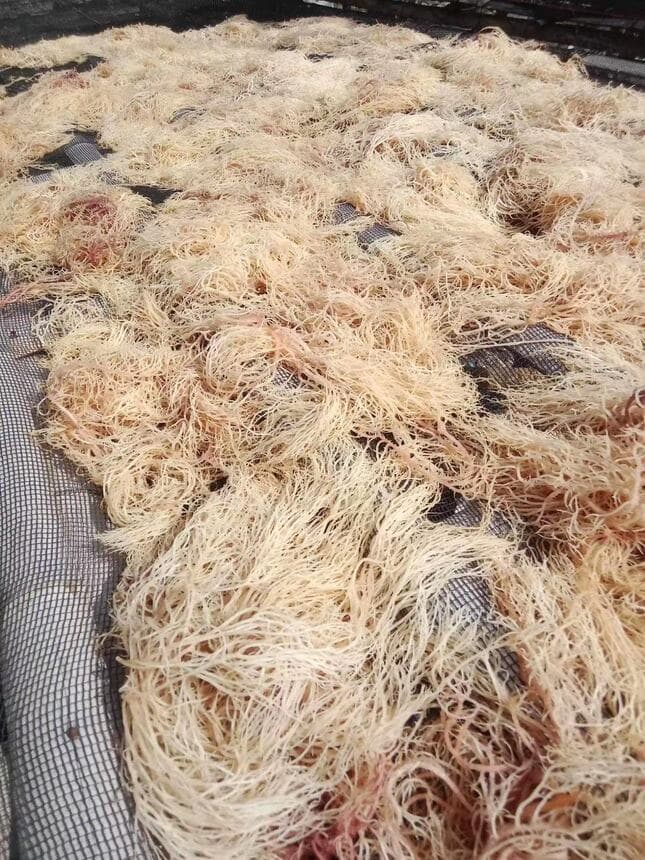 Dried wildcrafted gold sea moss - photo 10