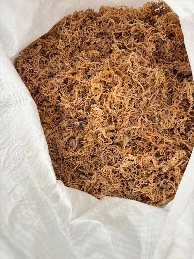 Dried wildcrafted gold sea moss - photo 2