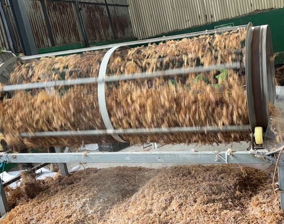 Dried wildcrafted gold sea moss - photo 4