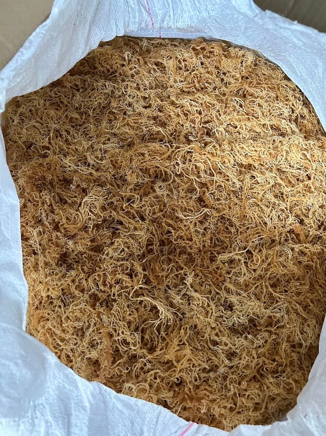 Dried wildcrafted gold sea moss - photo 5