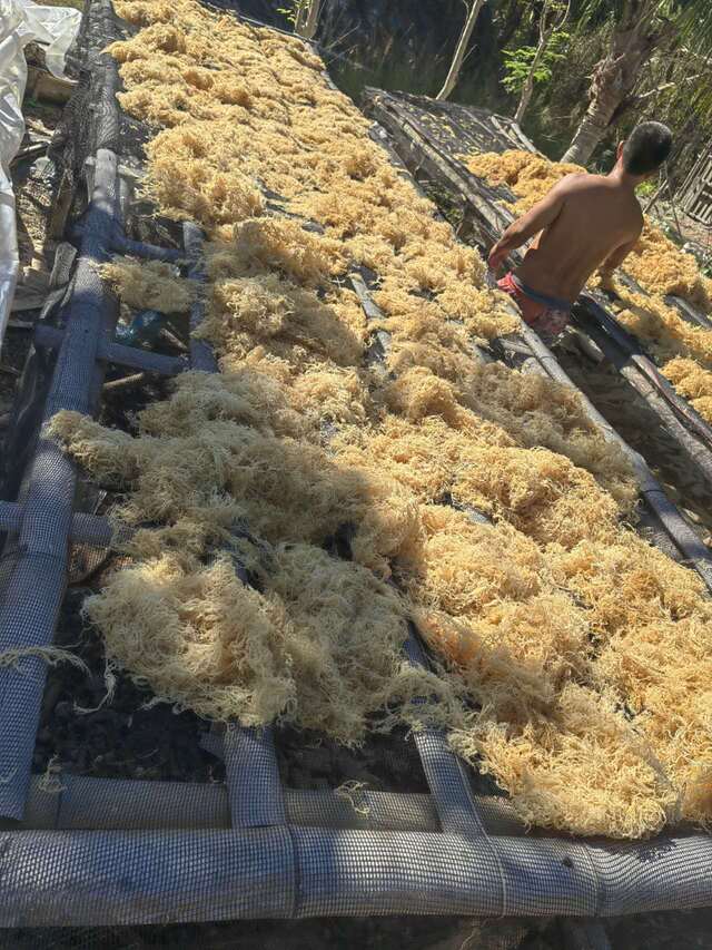 Dried wildcrafted gold sea moss - photo 6