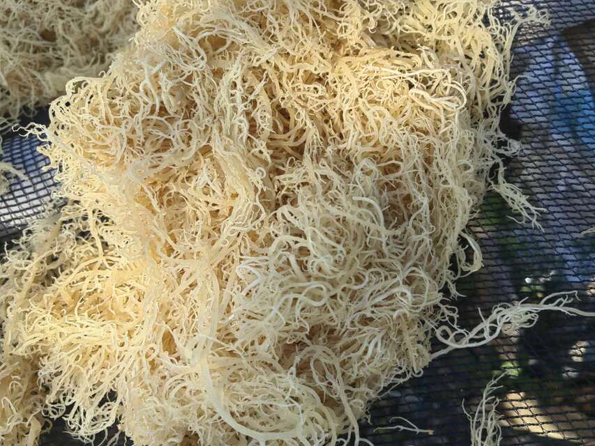 Dried wildcrafted gold sea moss - photo 7