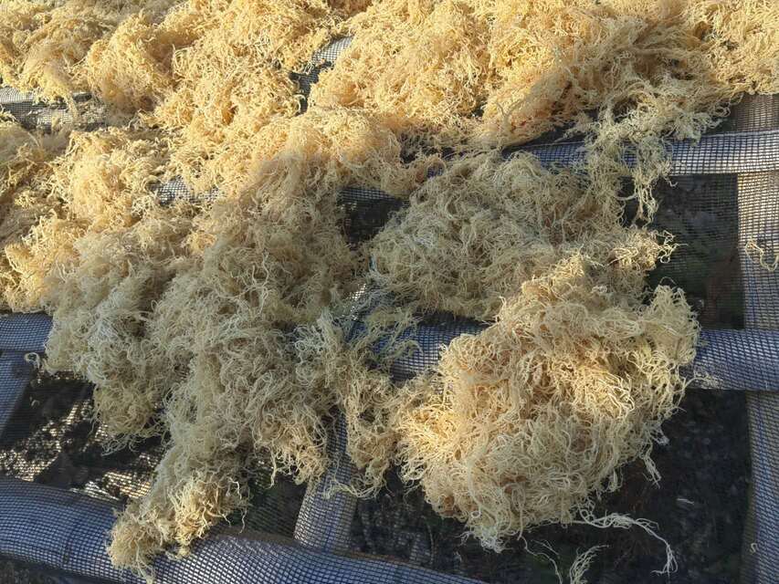 Dried wildcrafted gold sea moss - photo 8