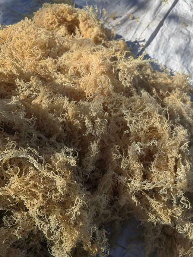 Dried wildcrafted gold sea moss - photo 9