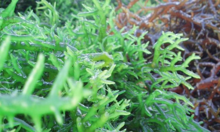 Eucheuma Cottonii sea moss species wholesale bulky texture jelly gel