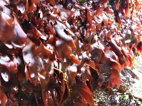 Dulse red seaweed species wholesale North Atlantic Chondrus crispus Irish moss