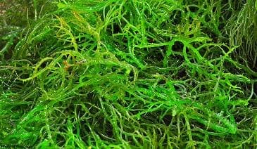 Eucheuma Spinosum sea moss species wholesale thick gel production commercial