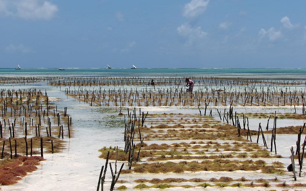 Remote sea moss farming operation showing traditional cultivation methods with wooden stakes in pristine ocean waters, demonstrating the isolated locations required for premium sea moss production