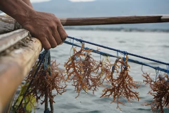 Bulk Sea Moss Harvesting Process