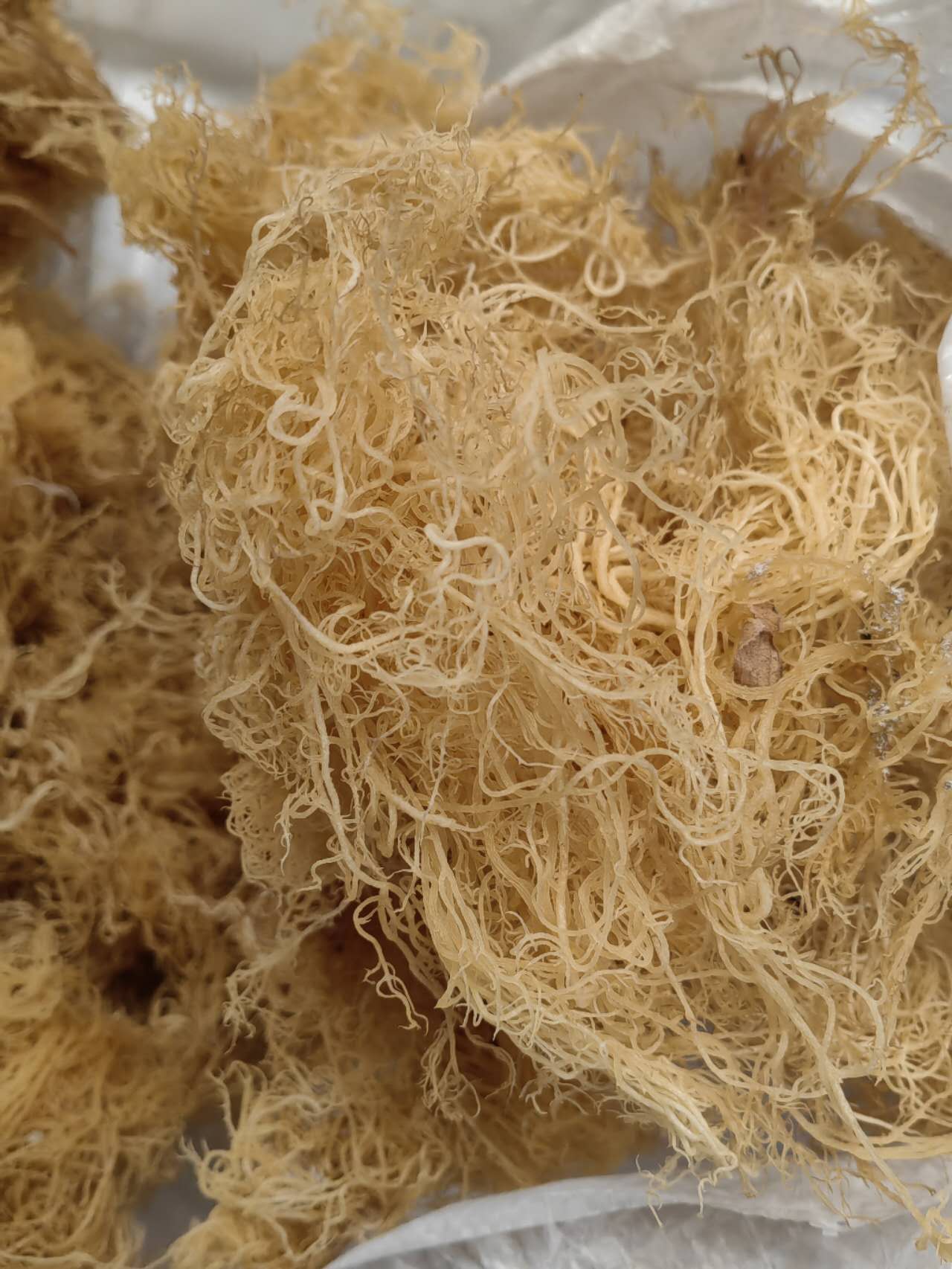 Organic Sea Moss Bulk Wholesale 2