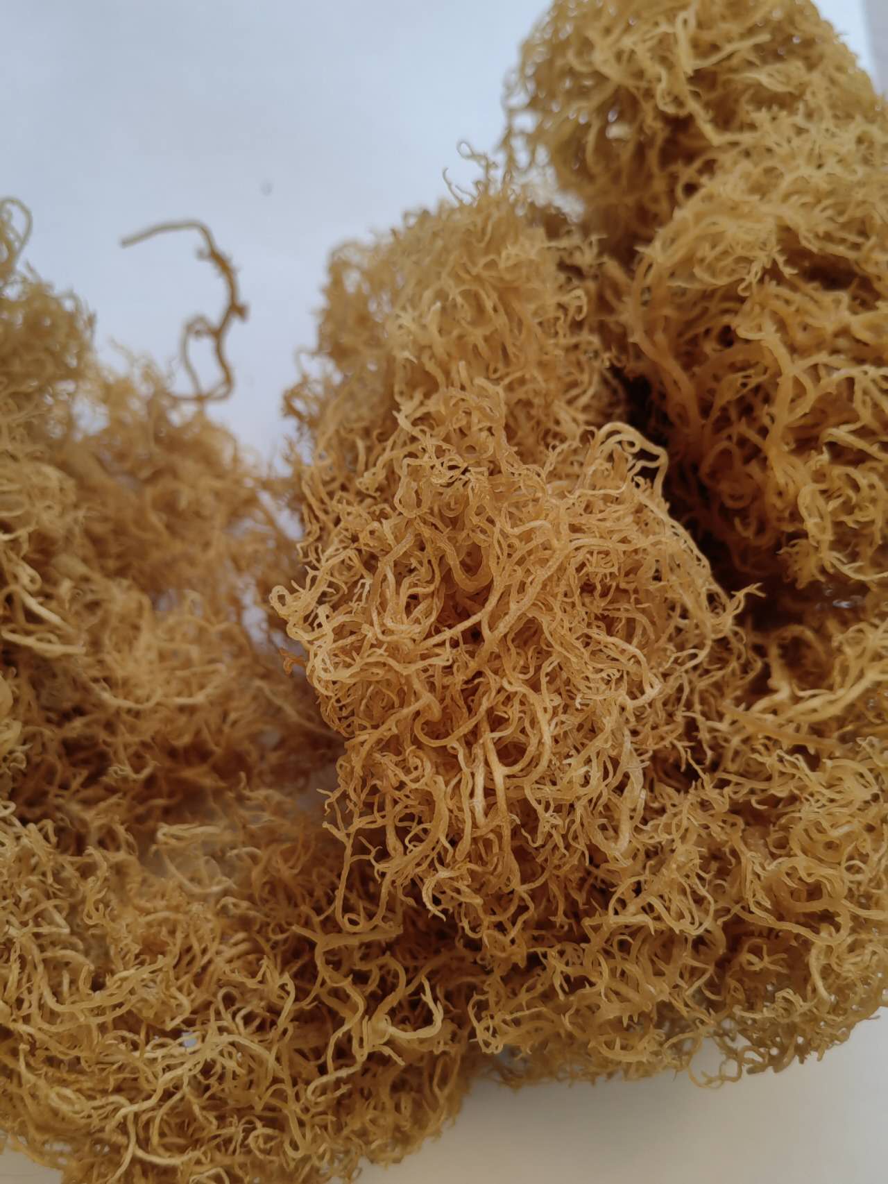 Organic Sea Moss Bulk Wholesale 3