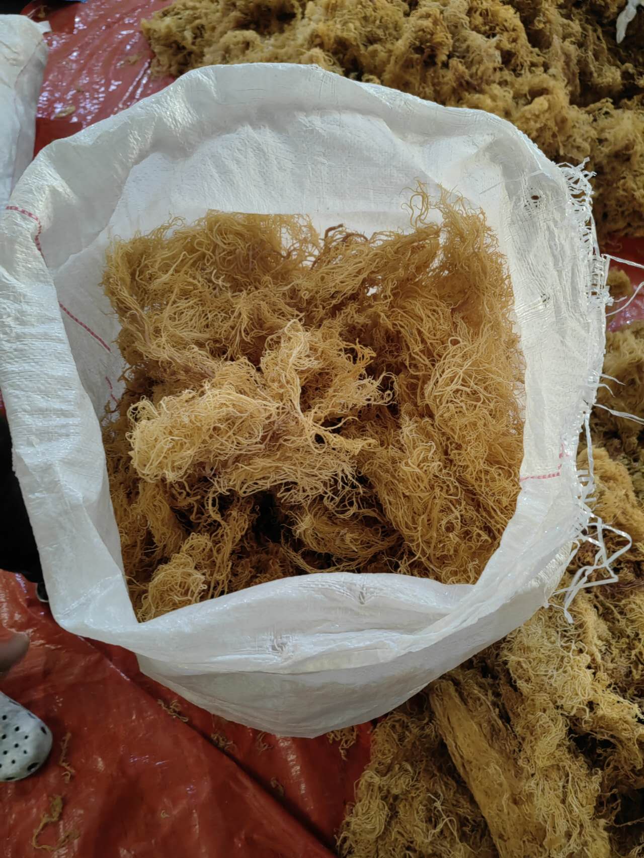 Organic Sea Moss Bulk Wholesale 6