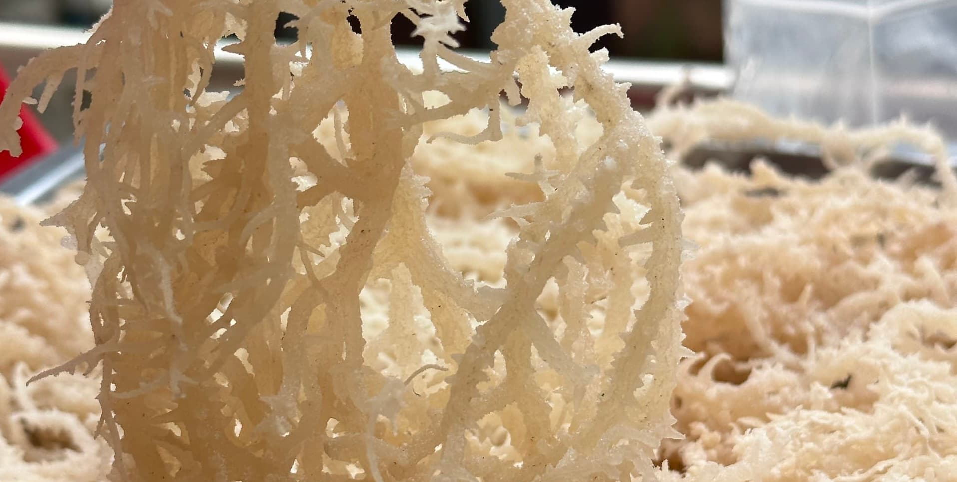 Poor quality bleached sea moss comparison Poor quality bleached sea moss chemical processing low gel yield wholesale comparison